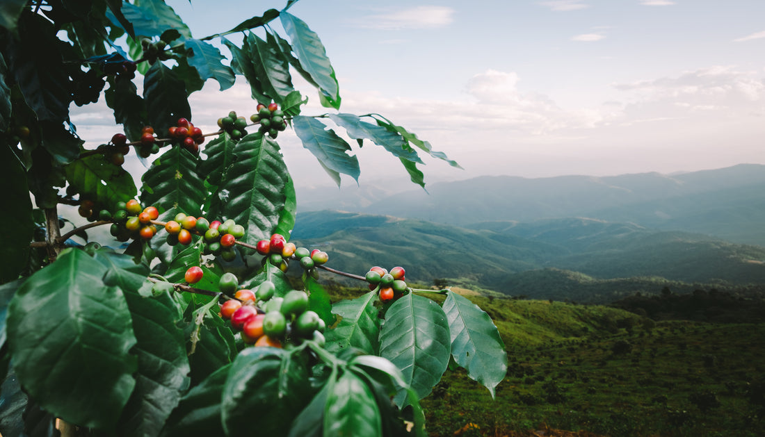 The Influence of Altitude on Specialty Grade Coffee